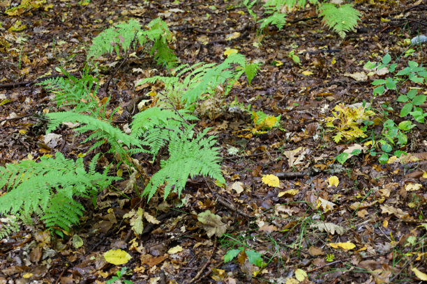 一张微距照片，展示了从潮湿的森林地面上冒出的绿色蕨菜嫩芽，地面覆盖着棕色和黄色的落叶。图片下载