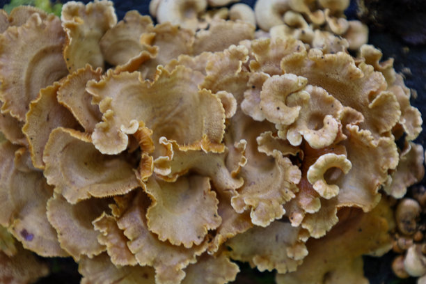 这张微距照片展示了一簇密集的扇形真菌，呈米褐色，边缘呈波浪状，生长在旧木上。高细节和丰富的纹理突显了森林植物的有机之美和分解过程。图片下载