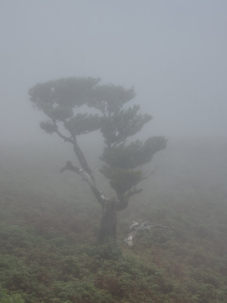 浓雾中怪异扭曲的树剪影 - 一张垂直构图的图片，描绘了一棵覆盖着苔藓、形态奇特、已经枯死的月桂树，孤零零地矗立在雾气弥漫、充满氛围的山坡上。图片下载