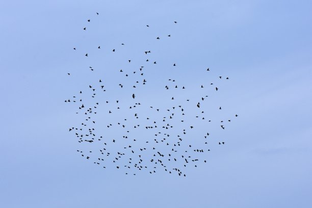 一群鸟在蓝天飞翔，照片特写图片下载