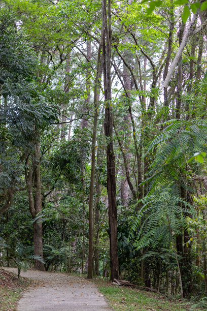 在巴西圣保罗州圣若泽杜斯坎普斯市的阿尔贝托·西蒙斯公园拍摄的图片。图片下载