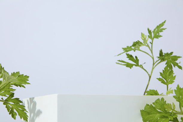 横向拍摄，在白色方块旁放置艾草叶，风格用于护肤化妆品成分品牌推广照片。展示台上有空白区域可用于展示产品图片下载