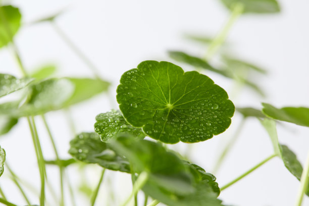白色背景下积雪草叶片簇的特写照片，可见叶脉和细节，风格适用于化妆品科学和护肤品视觉效果。图片下载