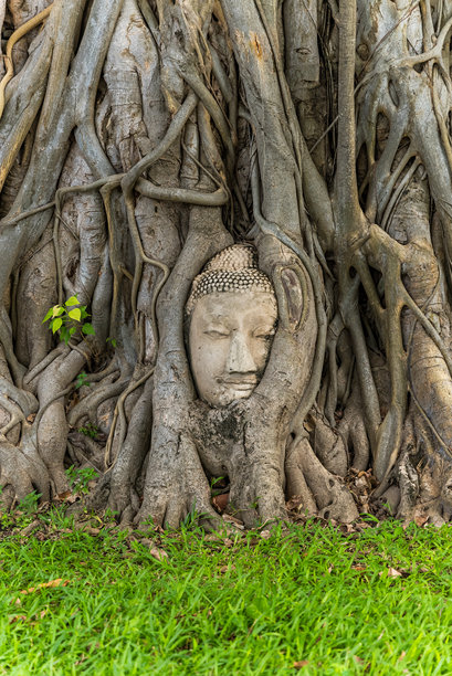 垂直照片，阿育他耶玛哈泰寺菩提树根部的神秘佛头。泰国精神宁静的象征图片下载