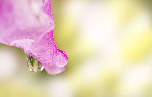 粉色花朵的抽象特写照片图片下载