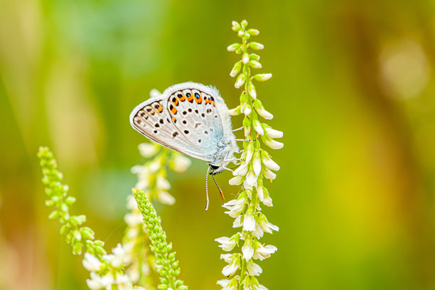 一张极具吸引力的照片，展示了一只非常美丽的白色蝴蝶，蝴蝶身上带有不同颜色和符号。这张照片是微距摄影，具有摄影师的品味。图片下载