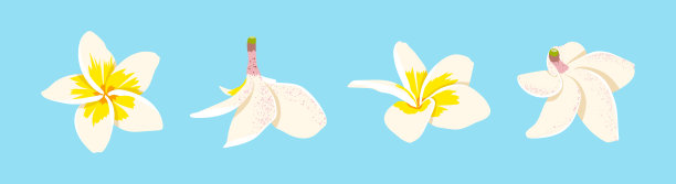矢量手绘鸡蛋花组合。热带夏威夷白色花朵置于蓝色背景上。用于面料印花、海滩派对装饰、时尚、放松符号的夏季扁平插画集。图片下载