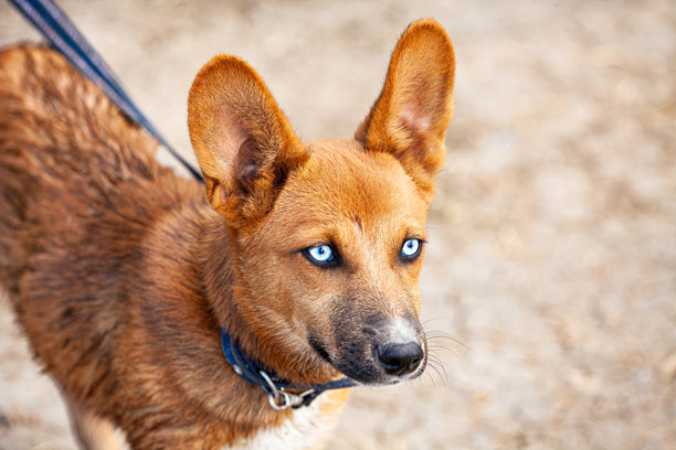一只非常漂亮的狗狗，脖子上戴着蓝色的项圈，毛色是明亮的橙色，它有着非常迷人且罕见的眼睛，眼眸像天空一样湛蓝，这张照片是在公园里拍摄的。图片下载
