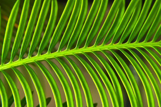 特写花园中的绿色棕榈叶，素材图片图片下载