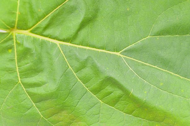 深绿色叶子的纹理。绿色叶子的微距照片。宏观图像，特写。绿色纹理背景的概念。图片下载