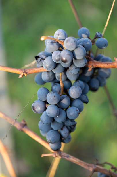 壮观的酿酒葡萄（Vitis vinifera）串照片图片下载