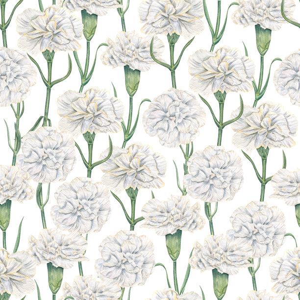 白色康乃馨和绿色茎的垂直花园花卉水彩无缝图案，手绘花卉插画，饰有花边，适用于新娘文具、家居纺织品、婚礼装饰，背景孤立。图片下载