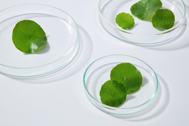 多株培养皿中漂浮着积雪草叶片。这是一张清新、临床风格的照片，展示了用于护肤配方的草本植物。图片下载