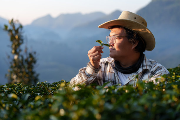 世界级茶园主人在寒冷天气农场检查茶叶的品质与生长情况。(照片)图片下载
