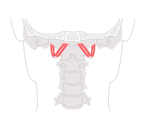 头前外侧直肌 - 人体深层颈部肌肉解剖图，用于屈曲和稳定图片下载