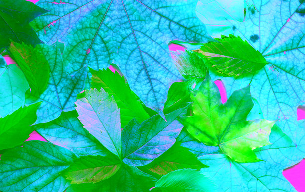 不同树木彩色秋叶的图案，可用作背景或壁纸的素材图片图片下载