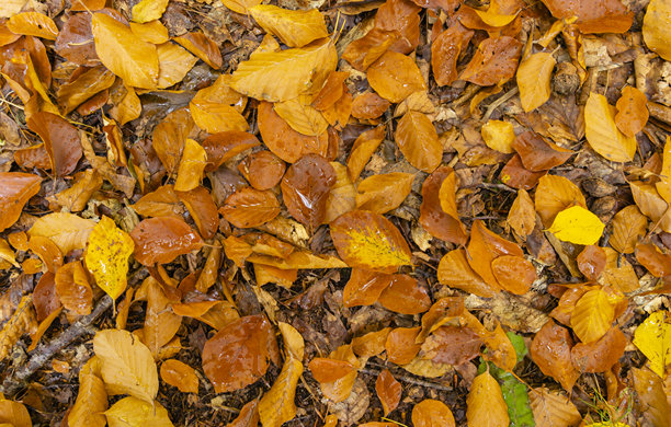 近距离拍摄地面上美丽多彩的山毛榉叶子，构成自然的图案，可用作图形素材。图片下载