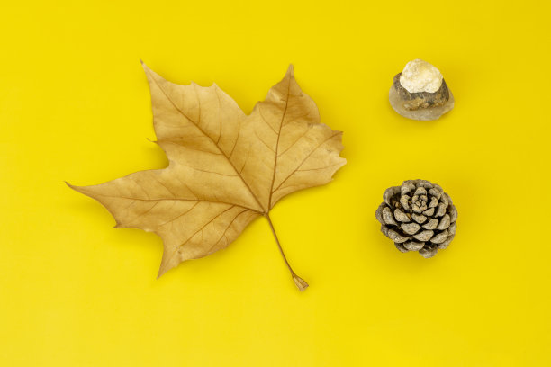 一张秋季主题的图片，画面中有一个干枯的叶子、一个小菠萝和一些石头，背景是纯粹的黄色。图片下载