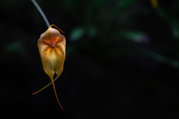盛开的亮黄色和红色马斯德瓦拉（Masdevallia）兰花照片图片下载