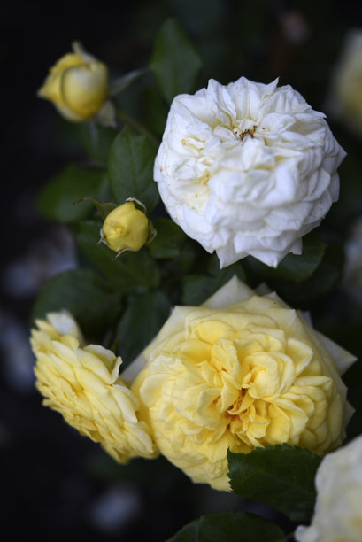 一朵明亮多汁的黄色玫瑰盛开在灌木丛中，旁边还有一个含苞待放的花蕾，背景是模糊的黄色玫瑰花。图片下载