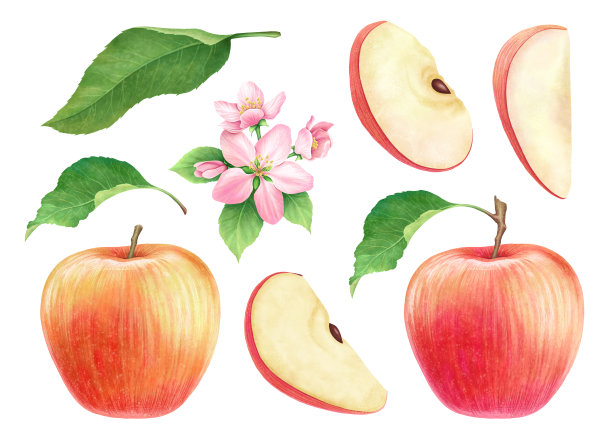 一套美丽的、多汁的、成熟的红苹果，带有切片、叶子和花朵，在白色背景上。水彩画。图片下载