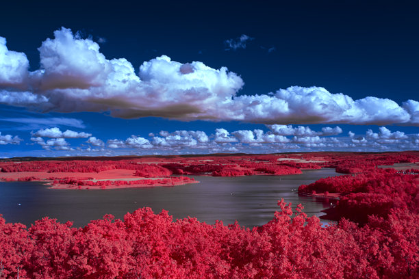 一张红光闪烁树叶的树木及周围植物的红外线照片，超现实假彩色景观，高细节图片下载