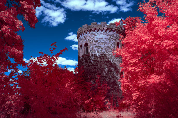一张红光闪烁叶子的树木及其周围植物的红外照片，超现实假彩色景观，高细节图片下载