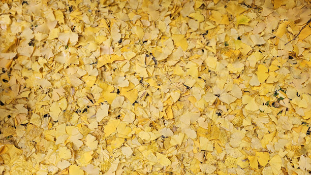 秋季银杏叶铺满街道，如同金色的地毯，是大自然壮丽的杰作。植物叶片几何拼贴橙黄色色块，背景图片下载