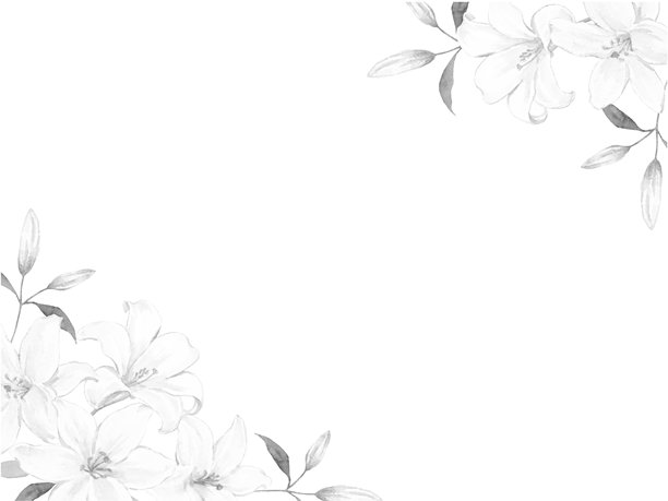 黑白插画风格的白百合花边图片下载