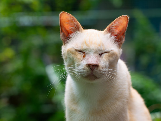 闭着眼睛的白色奶油猫的特写肖像，在模糊的绿色花园背景中享受宁静的时刻图片下载