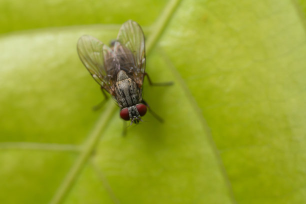 一只红眼睛的苍蝇停在一片绿叶上的微距照片图片下载