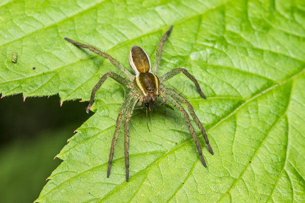 蜘蛛在其栖息地。野生动物。色彩鲜艳、细节丰富的昆虫微距照片图片下载