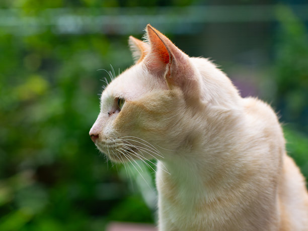 闭着眼睛的白色奶油猫的特写肖像，在模糊的绿色花园背景中享受宁静的时刻图片下载