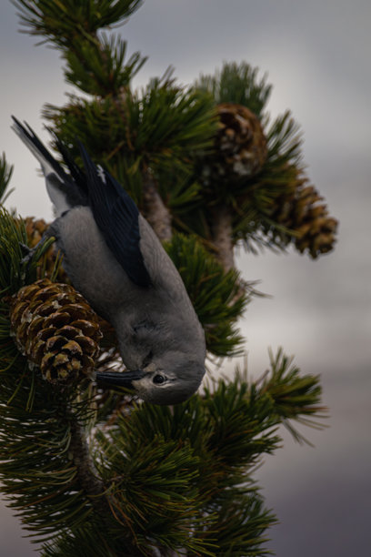 从长焦镜头拍摄的克拉克氏坚果鸟在落基山国家公园的照片图片下载