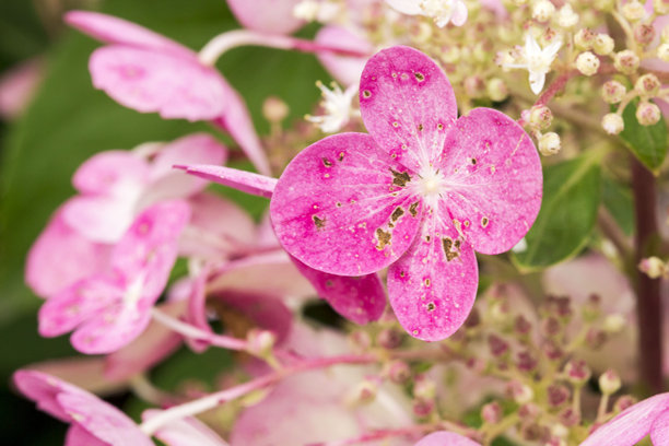 绣球花 粉色叶柄。花朵在模糊背景上的多彩细节微距照片图片下载