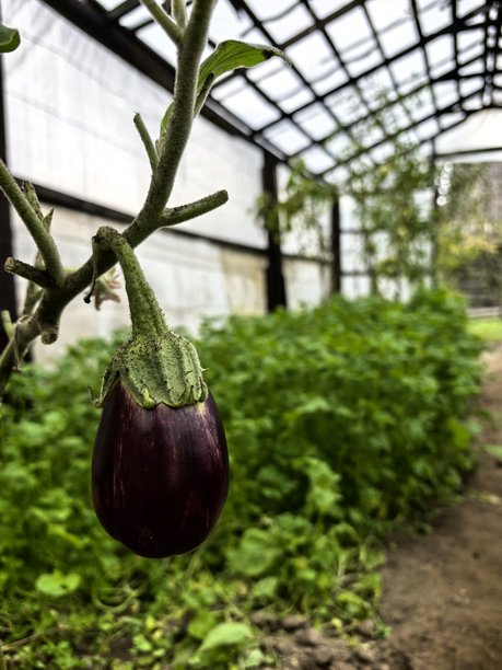 乡村花园，园中的南瓜，鲜艳的蔬菜，园里的蔬菜，丰收，秋收，菜床，乡村，农场，农庄，南瓜，西葫芦，蔬菜，丰收的美丽照片图片下载