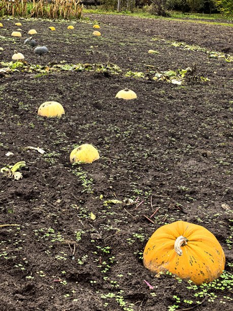 乡村的花园，园中的南瓜，鲜亮的蔬菜，园里的蔬菜，丰收，秋收，菜床，村庄，农场，农舍，南瓜，西葫芦，蔬菜，丰收的美丽照片图片下载