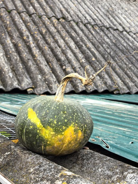 村庄里的花园，花园里的南瓜，鲜亮的蔬菜，园子里的蔬菜，丰收，秋收，菜园子，村庄，农场，农舍，南瓜，西葫芦，蔬菜，丰收的美丽照片图片下载