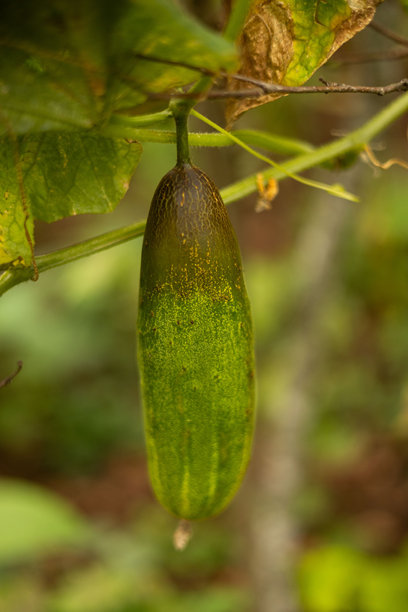 黄瓜农场温室小型企业经理素材图片图片下载