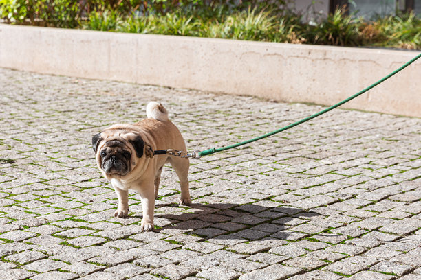 一只巴哥犬站在户外的鹅卵石人行道上，系着绿色牵引绳。这张照片传达了耐心、日常生活以及宠物与看不见的人类伙伴之间温柔的连接的概念。图片下载