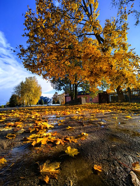 秋天的树，黄叶，秋季美学，美丽的秋季照片，黄叶的树，落叶，美丽，美丽的自然照片，风景，晴天，阳光穿过树枝，美学，自然之美，水坑，泥泞，泥泞的道路图片下载