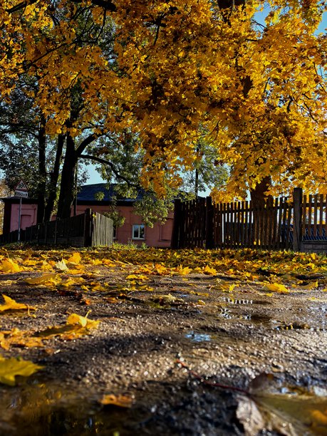 秋日树木，黄叶，秋季美学，美丽的秋季照片，黄叶树，落叶，美丽，美丽的自然照片，风景，晴天，阳光穿过树枝，美学，自然之美，水坑，泥泞，泥泞的道路图片下载