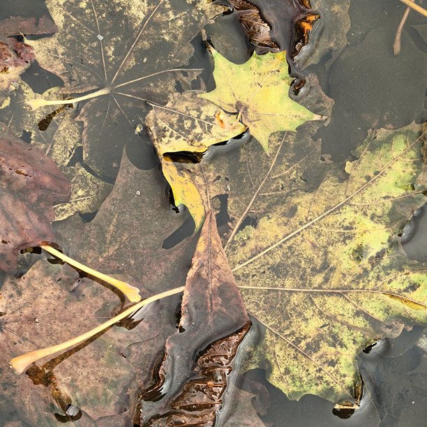 水坑里的树叶，秋季美学，美丽的秋季照片，黄叶的树，落叶，美丽，美丽的自然照片，风景，晴天，阳光穿过树枝，美学，大自然之美，水坑，泥土，泥泞的道路图片下载