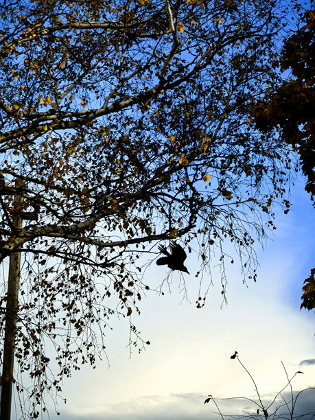 秋天的树，黄叶，秋季美学，美丽的秋季照片，黄叶的树，落叶，美丽，美丽的自然照片，风景，晴天，阳光穿过树枝，美学，自然之美，水坑，泥泞，泥泞的道路图片下载