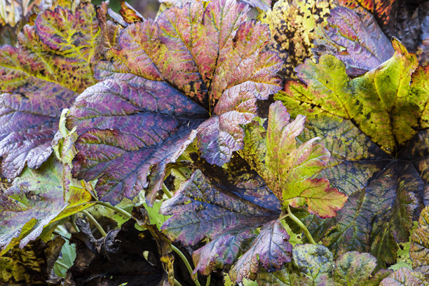 多彩的珊瑚钟叶片。秋季照片。秋天的色彩。屏幕保护程序。特写。有文字和空白空间。图片下载