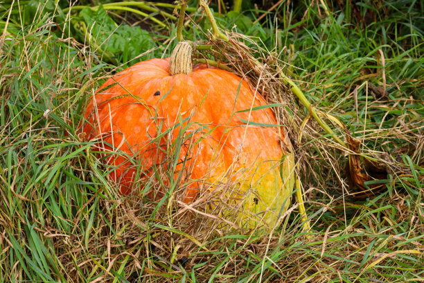 一个成熟、鲜艳的橙色南瓜，底部有一块绿色的斑点，躺在又高又密的草丛和干枯的落叶中。这张特写图片完美地捕捉了丰收季节、秋日氛围和自然之美。图片下载