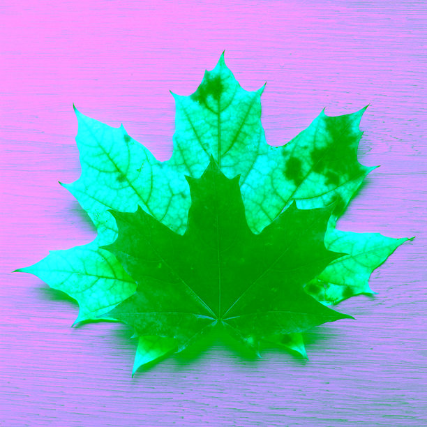 方形素材图，橡木纹理上散落着大小不一、颜色各异的枫叶。图片下载