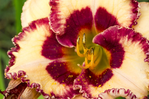 萱草花. 黄色花朵. 背景虚化的彩色花朵微距照片图片下载