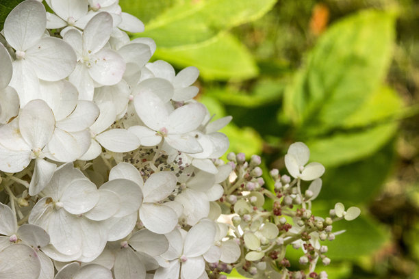 绣球花。一朵花的彩色细节微距照片图片下载