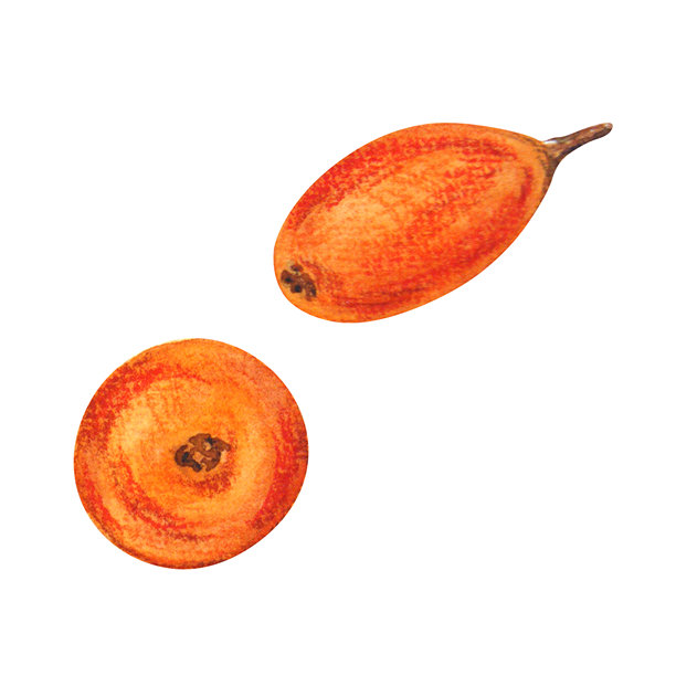 白背景上手绘水彩风格的海棠果插画，适用于明信片、邀请函、标签和各种设计组合。图片下载